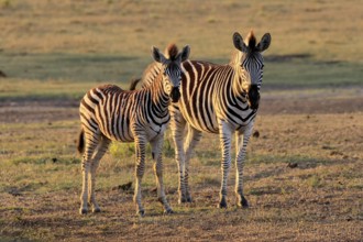 Burchell's zebra (Equus quagga burchelli), Burchell's zebra, adult, half-grown juvenile, two