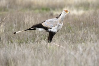 Secretary (Sagittarius serpentarius), adult, running, foraging, alert, Mountain Zebra National