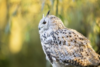 Siberian eagle-owl (Bubo bubo sibiricus) portrait, autumn, Bavaria, Germany