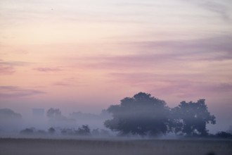 Landscape with deciduous trees at dawn and ground fog, Lower Rhine, North Rhine-Westphalia, Germany