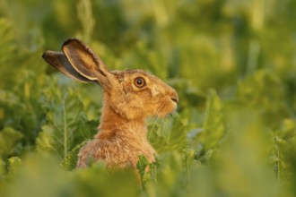 European brown hare (Lepus europaeus) adult animal in a farmland sugar beet field, England, United