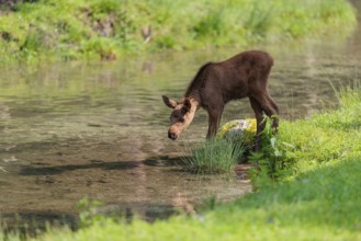 A Moose calf (Alces alces) stands in a shallow stream drinking