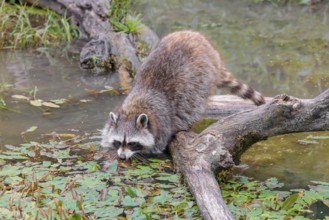 An adult raccoon (Procyon lotor) crosses the shallow water of a stream on a broken branch of a tree