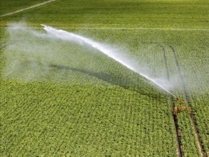 Artificial irrigation with a sprinkler system in a field where sugar beet is grown, near Rheurdt,