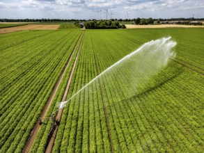 Artificial irrigation with a sprinkler system in a field where carrots are grown, near Kerken, on