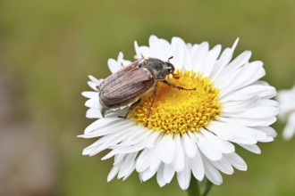 Cockchafer, field cockchafer (Melolontha melolontha), female on a flower of a daisy (Leucanthemum