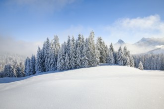 View of Sattelegg with Chöpfenberg in the background, Canton Schwyz, Switzerland