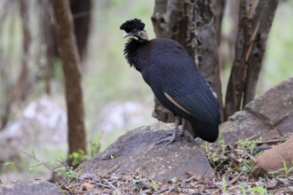 Ruffed Guinea Fowl (Guttera pucherani), adult, on the ground, alert, foraging, Kruger, Kruger