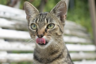 A young tabby cat with big eyes was sitting on a high bench. She steekt haar tong uit om haar neus