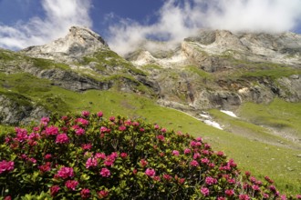 Azalea in bloom at the Cirque de Troumouse basin in the Pyrenees National Park near Gavarnie-Gèdre,