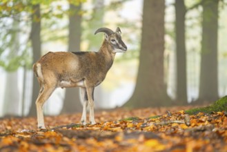European mouflon (Ovis aries musimon) ram (male) standing in a forest in autumn, Bavaria, Germany