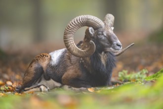 European mouflon (Ovis aries musimon) ram (male) lying in a forest in autumn, Bavaria, Germany