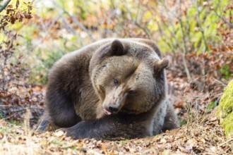 Eurasian Brown Bear (Ursus arctos arctos) lying in a forest, Bavaria, Germany