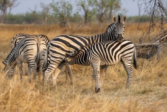 Steppe zebra (Equus quagga), mother suckling young, Okavango Delta, Moremi Game Reserve, Botswana
