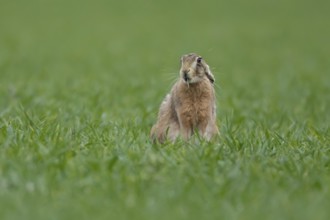 European brown hare (Lepus europaeus) adult animal feeding in a farmland cereal field in