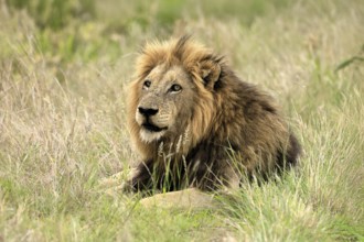 Lion (Panthera leo), male, portrait, alert, Kruger, Kruger National Park, South Africa