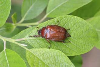 May beetle, wood cockchafer (Melolontha hippocastani), female, on leaf of a willow (Salix caprea),