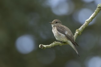 Spotted flycatcher (Muscicapa striata) adult bird on a tree branch, England, United Kingdom