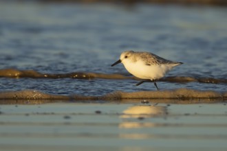 Sanderling (Calidris alba) adult bird in winter plumage running in the surf of the sea on a beach,