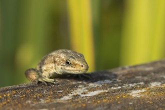 Common lizard (Zootoca vivipara) adult reptile walking on a wooden sleeper, England, United Kingdom