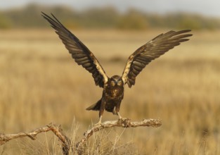 Young female marsh harrier (Circus aeruginosus) on a dry branch, Castilla-La Mancha, Spain