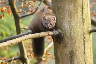 European pine marten (Martes martes) in a forest in autumn, Bavaria, Germany