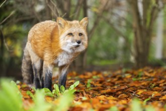 Red fox (Vulpes vulpes) standing in a forest in autumn, Bavaria, Germany