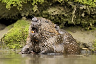Eurasian beaver, European beaver (Castor fibre), sitting in water with open mouth, Canton Zug,