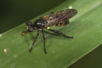 A shimmering black robber fly (Choerades fimbriata) with impaled fly as prey sitting on a green