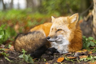 Red fox (Vulpes vulpes) lying in a forest in autumn, Bavaria, Germany