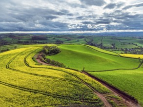 Rapeseed fields and Farms over Devon Windmill from a drone, Torquay, Devon, England, United Kingdom