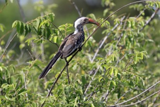 Mopanetoko (Tockus rufirostris), Southern Red-billed Hornbill, adult, on tree, alert, Kruger,