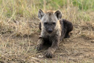 Spotted hyena (Crocuta crocuta), spotted hyena, juvenile, alert, lying, Kruger, Kruger National