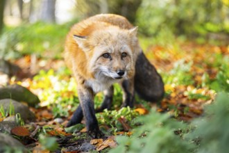Red fox (Vulpes vulpes) walking in a forest in autumn, Bavaria, Germany