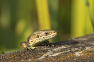 Common lizard (Zootoca vivipara) adult reptile walking on a wooden sleeper, England, United Kingdom