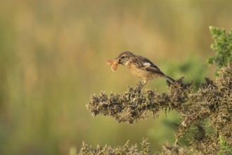 European stonechat (Saxicola rubicola) juvenile bird feeding on a moth, England, United Kingdom