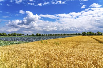 Agriculture, fields, wheat on the right, cabbage cultivation on the left, red cabbage, near Kempen