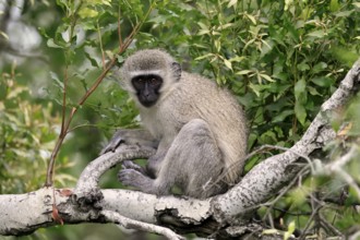 Vervet Monkey (Chlorocebus pygerythrus), adult, sitting, tree trunk, Kruger, Kruger National Park,