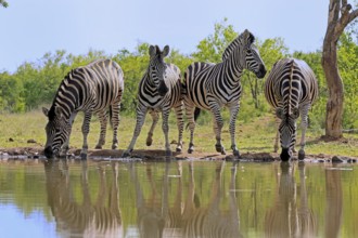 Burchell's zebra (Equus quagga burchelli), Burchell's zebra, adult, group, at water, waterhole,