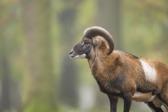 European mouflon (Ovis aries musimon) ram (male) standing in a forest in autumn, Bavaria, Germany