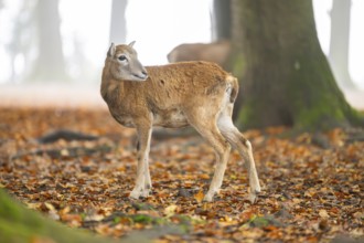 European mouflon (Ovis aries musimon) sheep (female) standing in a forest in autumn, Bavaria,