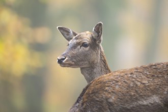 European fallow deer (dama dama) doe standing in a forest in autumn, Bavaria, Germany