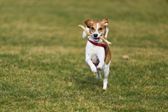 Beagle with branch in mouth jumps across meadow, Switzerland