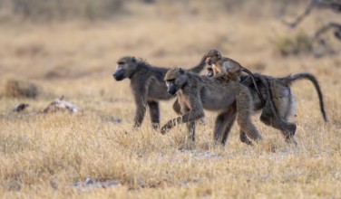 Bear baboons (Papio ursinus) young on the back of the mother, foraging, Third Bridge, Okavango