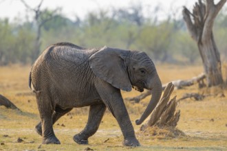 African elephant (Loxodonta africana), young animal, Okavango Delta, Moremi Game Reserve, Botswana