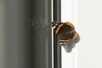 Red admiral butterfly (Vanessa atalanta) adult insect resting on a house window frame in summer,