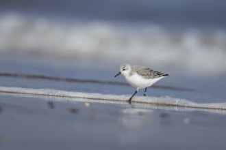 Sanderling (Calidris alba) adult bird in winter plumage in the surf of the sea on a beach, Norfolk,