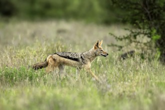 Black-backed jackal (Lupulella mesomelas), adult, alert, stalking, foraging, Kruger, Kruger