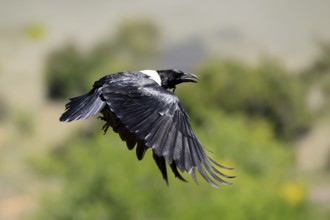 Shield raven (Corvus albus), adult, flying, calling, Mountain Zebra National Park, South Africa