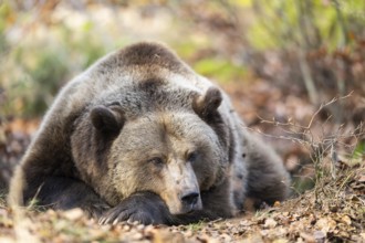 Eurasian Brown Bear (Ursus arctos arctos) lying in a forest, Bavaria, Germany